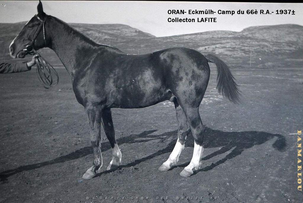 ORAN 1937 CAMP DU 66 EME RA A ECKMUHL   (2).jpg